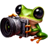 Frog photographer in action