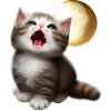 Chat miaulant vers la lune