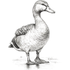 Canard