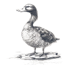 Canard