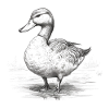 Canard