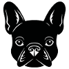 Bouledogue français Terrier de Boston