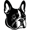 Bouledogue français Terrier de Boston
