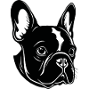 Bouledogue français Terrier de Boston