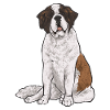 Saint-Bernard Chien Saint-Bernard