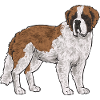 Saint-Bernard Chien Saint-Bernard