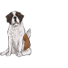 Saint-Bernard Chien Saint-Bernard