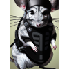 Chinchilla im Ninja-Kostüm