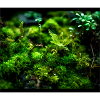 Waldboden Mauspad 2
