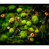 Waldboden Mauspad 1
