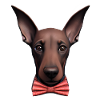 Dobermann Hund Dobermanntrainer Dobermannwelpe