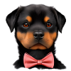 Rottweiler Chiens Rottweiler Puppy Dog