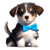 Dog Owner Australian Shepherd Puppy