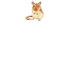 Gerbil
