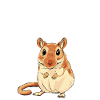 Gerbille