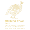 Pintade