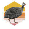Pintade