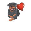 Hunde Zubehör Rottweiler Hundebesitzer