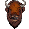 Bison head