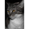le chat au doux regard