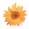 Sunflower (2)