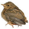 Succursale de Robin