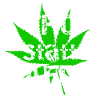 THC Statt AFD Cannabis Politik
