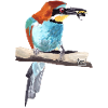 Bee-eater Couple Part 1