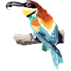 Bee-eater Couple Part 2