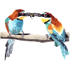 Bee-eater