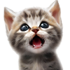Baby cat is amazed