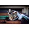 le chat