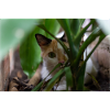le chat au doux regard