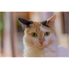 le chat