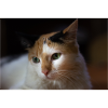 le chat