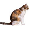 la chatte