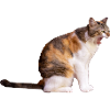 cat cat pet kitten stickers