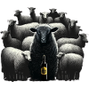 Cool black sheep with beer