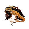 Leopard Gecko Lizard Lover