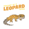 Leopard Gecko Lizard Lover