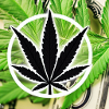 Cannabis with banknotes