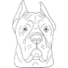 Cane Corso