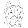 Cane Corso