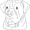 Cane Corso