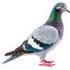 Dove