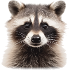 Raccoon