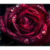 Rose Mauspad