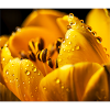 Tulpe Mauspad