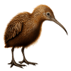 Mignon oiseau kiwi