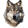 Wolf (white/grey)